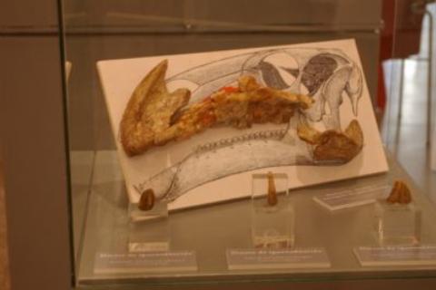 Restos del crneo y dientes de un Iguanodon