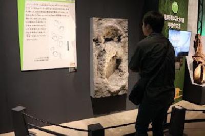 FOTOIniestapodus en Museo Fukui de Jap�n.