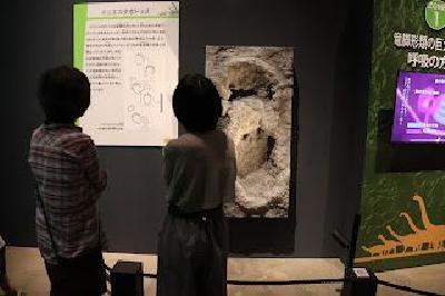 FOTOIniestapodus en el Museo de Fukui (Jap�n).