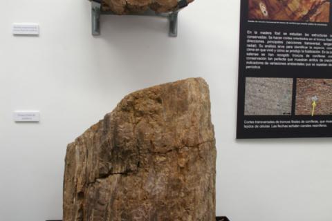 Dinosaur Museum Dinosaur Museum