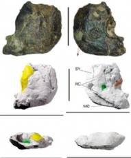 New teeth of a basal Macronarian (Sauropoda) from the Jurassic–Cretaceous transition of Spain