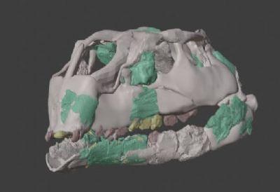 FOTO:El estudio detallado del cráneo reveló rasgos anatómicos inesperados que obligan a replantear la evolución de los dinosaurios herbívoros en Europa. Vrije Universiteit Brussel FOTOEl estudio detallado del cráneo reveló rasgos anatómicos inesperados que obligan a replantear la evolución de los dinosaurios herbívoros en Europa. Vrije Universiteit Brussel