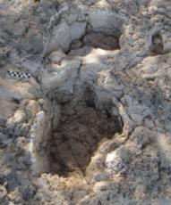 'El Pie de Iniesta', las huellas de dinosaurio halladas en Quintanilla de las Viñas (Burgos)
