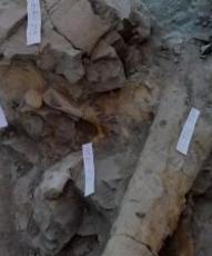 Un terópodo y restos de saurópodos y estegosáuridos, entre fósiles hallados en la Sierra de la Demanda, en Burgos